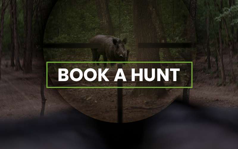 Book Your Hog Hunt with 4J Ranch