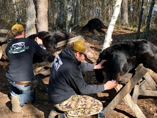 Gearing up for another busy Spring Bear Season