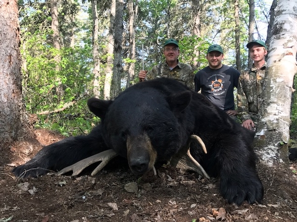 2017 Giant Fall Black Bear