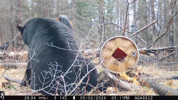 Manitoba 2025 Spring Black Bear Season Can’t Be Here Soon Enough!