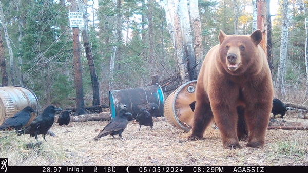 Manitoba Spring Bear Season 2025 