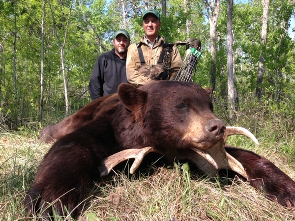 Pope and Young Colored Bears of the Interlake Region