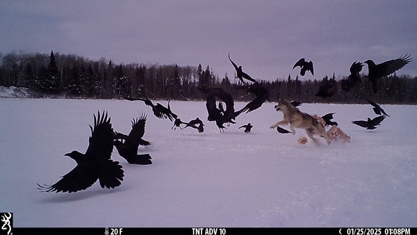 Manitoba Wolf Season 2025