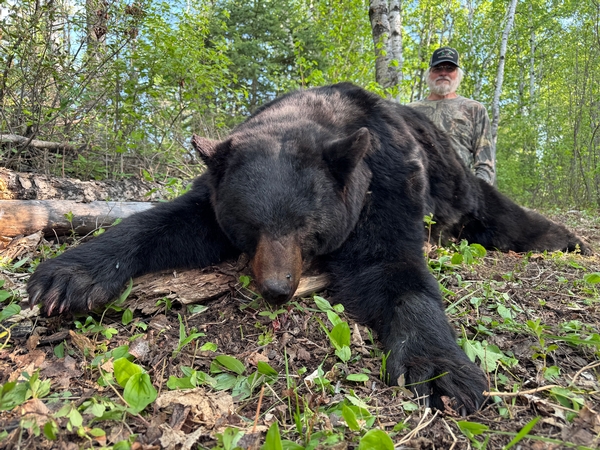 Entering our Final Week of our Spring Bear Season 2025 Entering our Final Week of our Spring Bear Season 2025