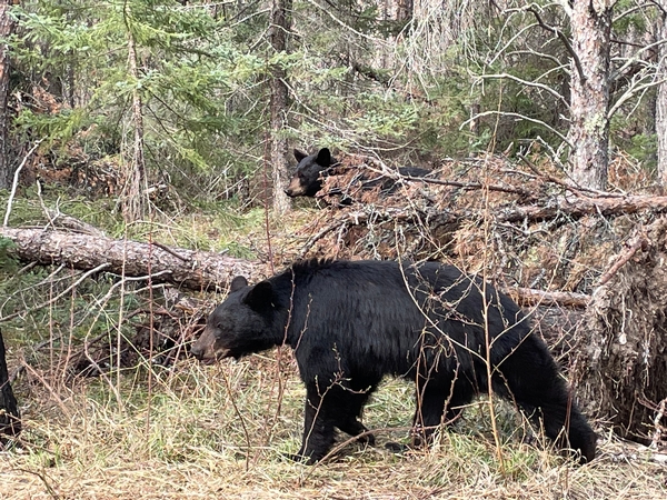 Agassiz Black Bears