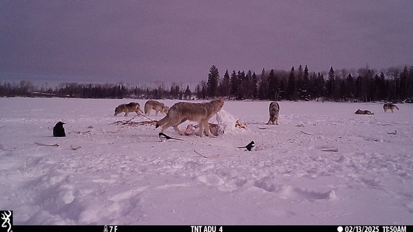 Manitoba Winter Wolf Hunting 2025