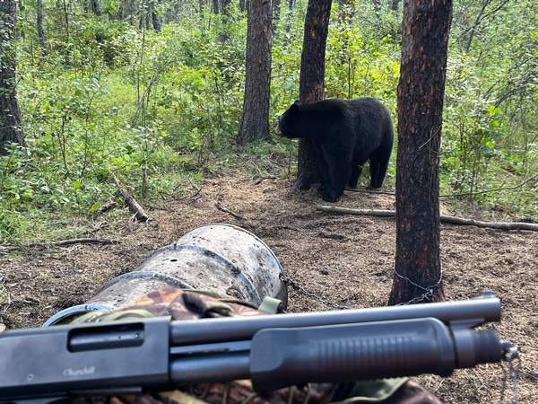 Manitoba Spring Bear Season 2025 is Approaching Quick! 