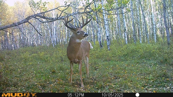 2025 Manitoba Whitetail Season Fast Approaching