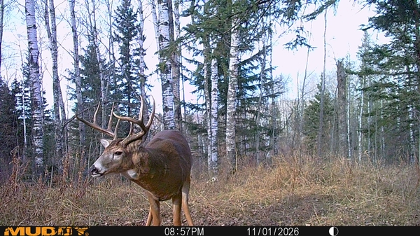 Manitoba Whitetail Rut Activity is Heating Up