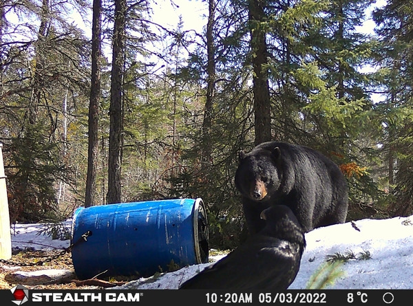 2023 Manitoba Spring Black Bear Season is Fast Approaching