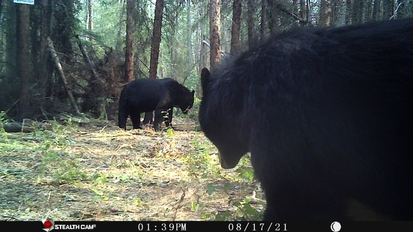 2022 Spring Black Bear Hunts Approaching Fast!!