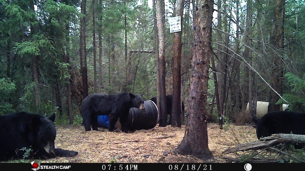 2021 Fall Black Bear Trail Cam Pics