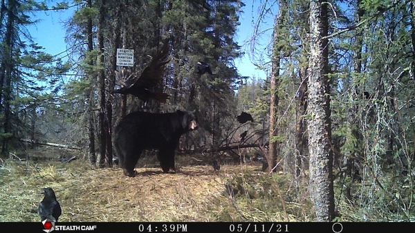 Spring Trail Cam Teaser