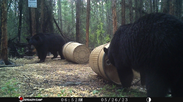 Agassiz Outfitters Expands Black Bear Operation!!