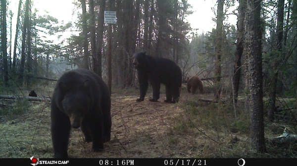 One of Many 2021 Trail Cam Pics - Spring 2021