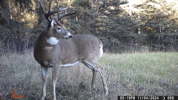 2024 Manitoba Whitetail Deer Season a Huge Success!!