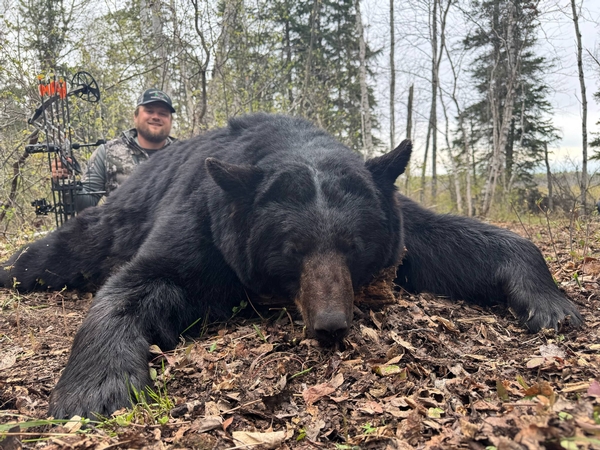 Manitoba Spring Black Bear Season 2025 Going Strong Manitoba Spring Black Bear Season 2025 Going Strong