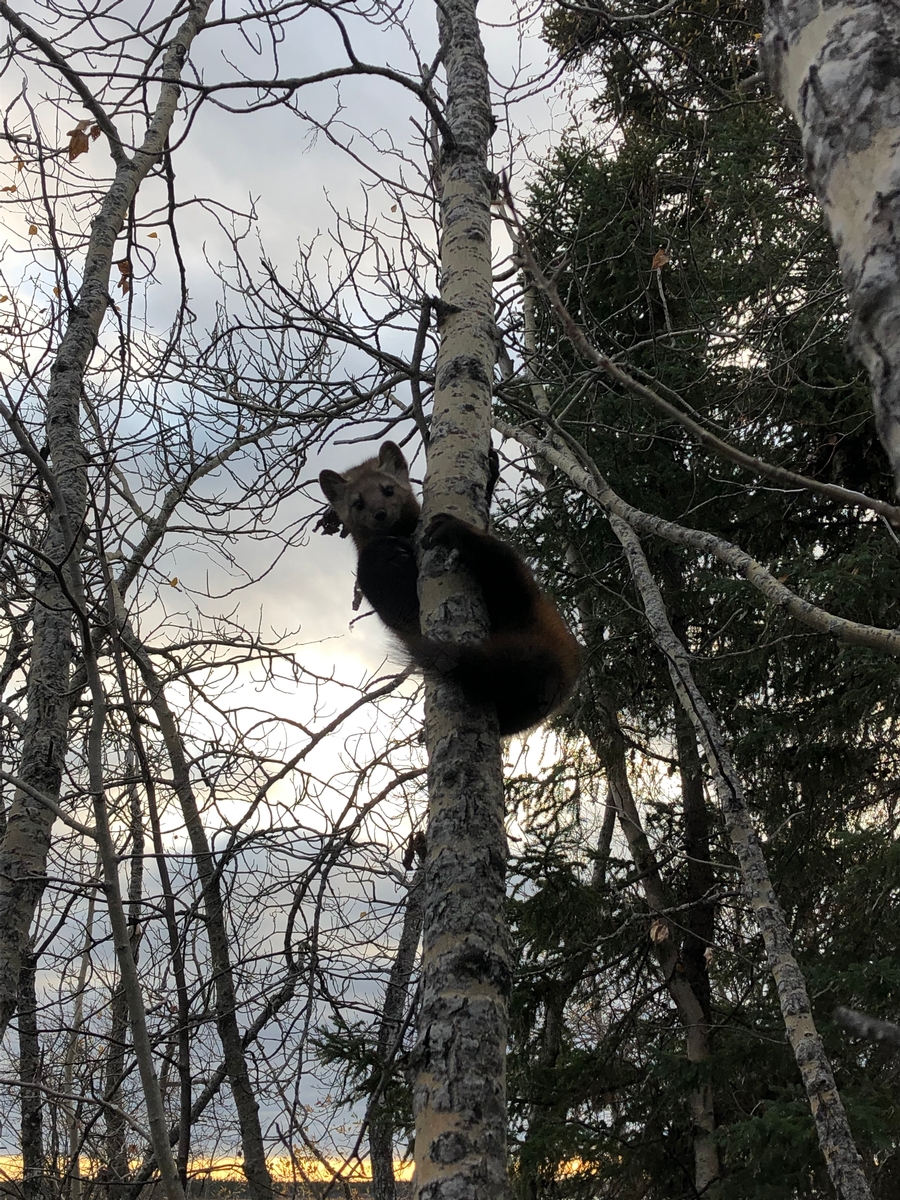   Agassiz Hunting Reminder