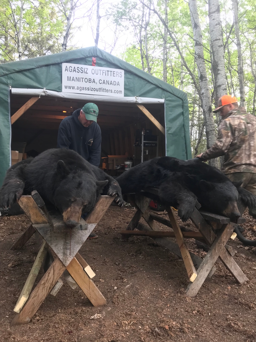 Why Choose Agassiz Outfitters for your World Class Manitoba Black Bear Hunt?