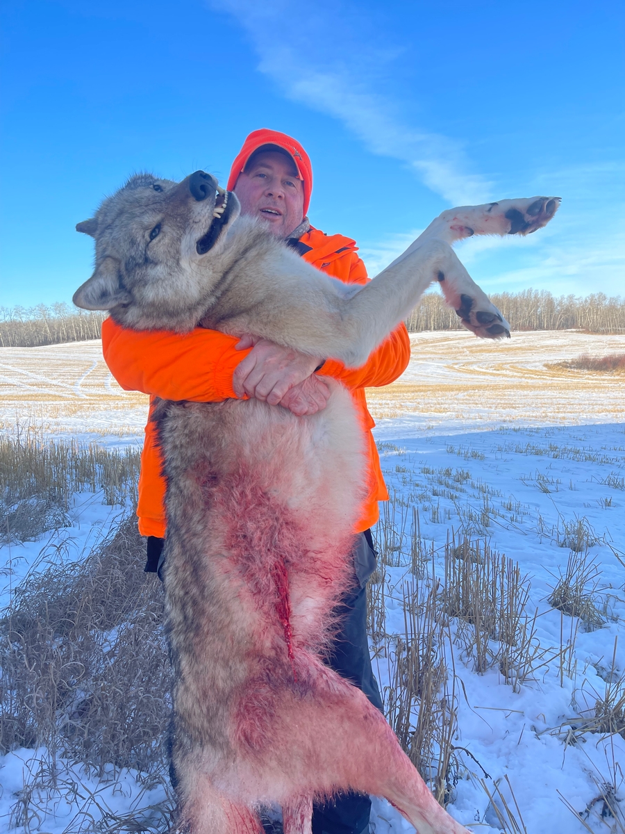 Manitoba Wolf Hunting Dates 