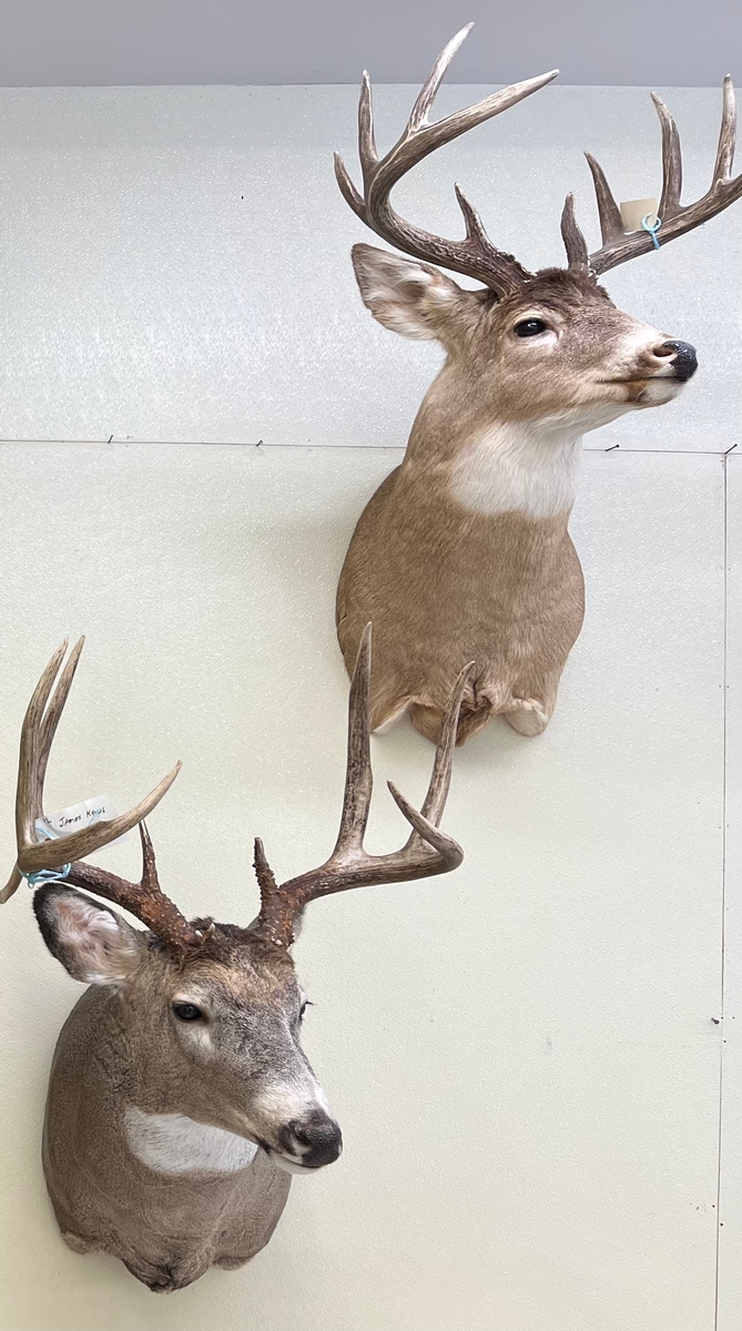 Agassiz Outfitters Taxidermist