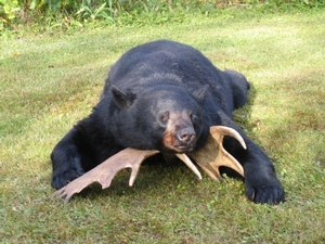 2010_bear_hunting_20110125_14706088411.jpg