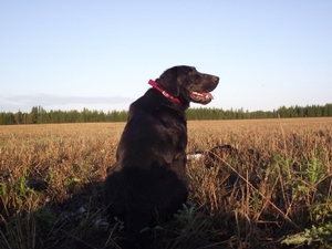 2010_waterfowl_hunting_20110125_1508313465.jpg