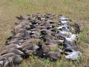 2010_waterfowl_hunting_20110125_1660488774.jpg