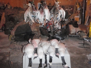 2010_waterfowl_hunting_20110125_1726019425.jpg