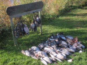 2010_waterfowl_hunting_20110125_1956191775.jpg