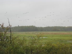 2010_waterfowl_hunting_20110126_1481740845.jpg