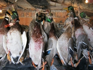 2010_waterfowl_hunting_20110126_1655656890.jpg