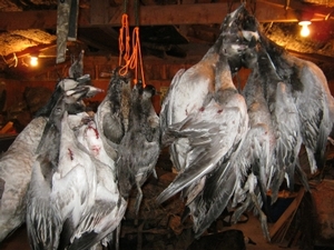 2010_waterfowl_hunting_20110126_1835540665.jpg