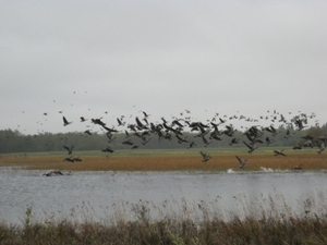 2010_waterfowl_hunting_20110126_1840138806.jpg