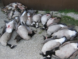 2010_waterfowl_hunting_20110126_1995246733.jpg