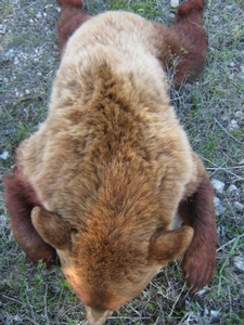 2011_spring_bear_photos_20110625_12056834781.jpg