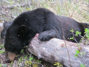 2011_spring_bear_photos_20110625_19774950041.jpg