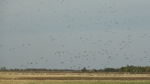 2011_waterfowl_pictures_20111205_1348136173.jpg