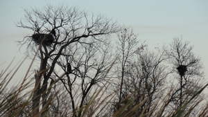 2011_waterfowl_pictures_20111205_1373162644.jpg