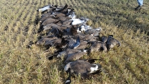 2011_waterfowl_pictures_20111205_1394625791.jpg