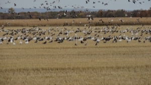 2011_waterfowl_pictures_20111205_1429357947.jpg