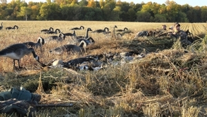 2011_waterfowl_pictures_20111205_1592082309.jpg