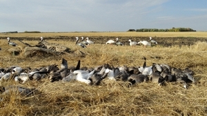 2011_waterfowl_pictures_20111205_1627704729.jpg