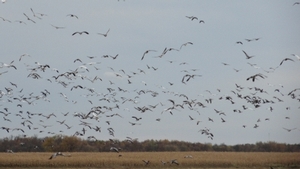 2011_waterfowl_pictures_20111205_1769598663.jpg