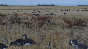 2011_waterfowl_pictures_20111205_1824083442.jpg