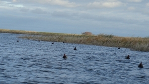 2011_waterfowl_pictures_20111205_1957019946.jpg