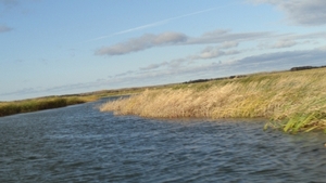 2011_waterfowl_pictures_20111205_1966423893.jpg