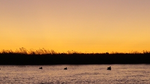 2011_waterfowl_pictures_20111205_1987258027.jpg