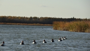 2011_waterfowl_pictures_20111205_2029372295.jpg