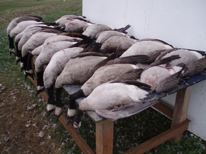 2013-Waterfowl-Pictures-005.jpg